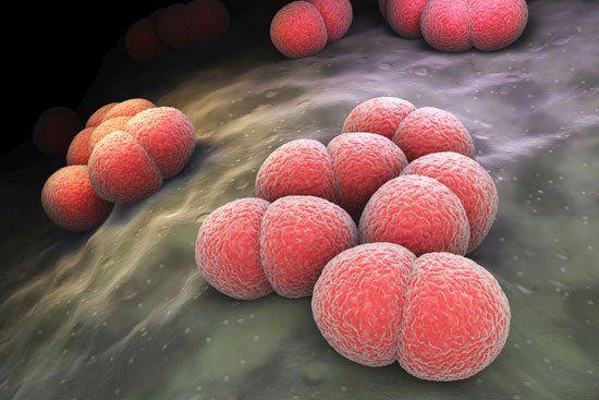 Title of the image is PCR Detection Kit 2